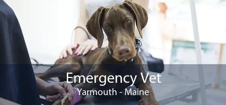 Emergency Vet Yarmouth - Maine