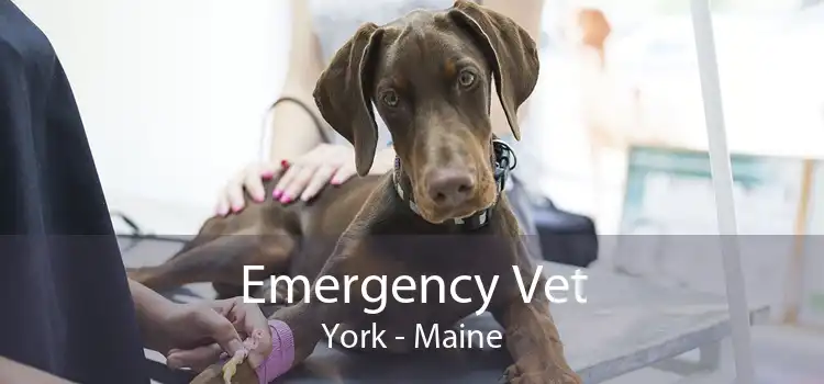 Emergency Vet York - Maine