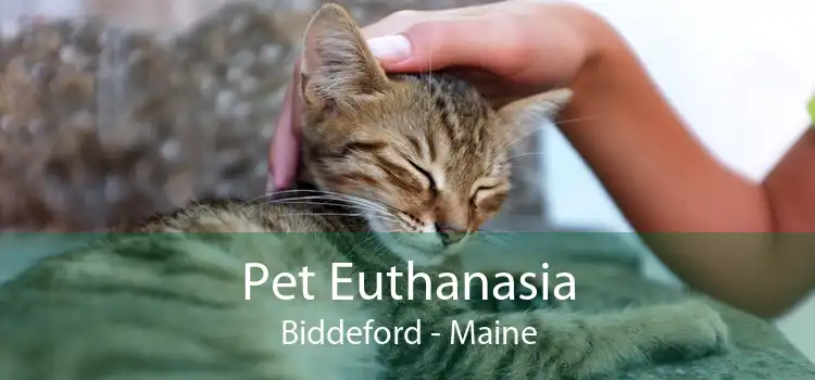 Pet Euthanasia Biddeford - Maine