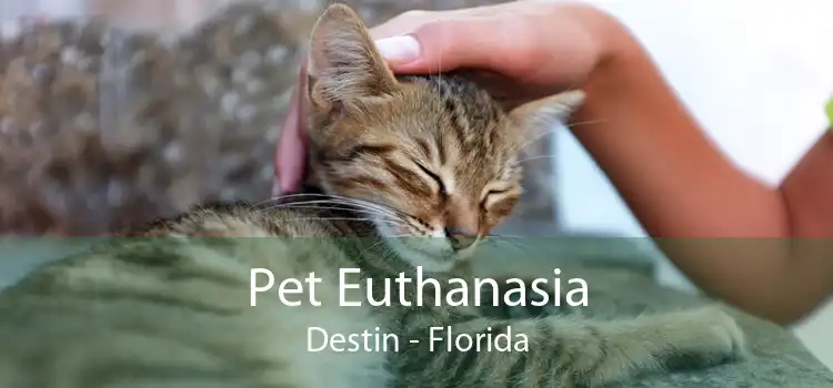 Pet Euthanasia Destin - Florida