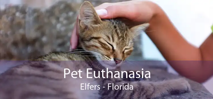 Pet Euthanasia Elfers - Florida