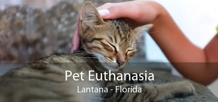 Pet Euthanasia Lantana - Florida