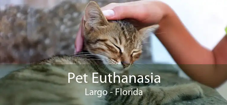 Pet Euthanasia Largo - Florida