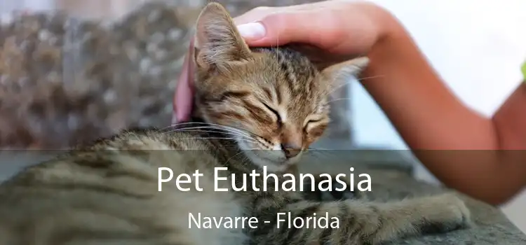 Pet Euthanasia Navarre - Florida