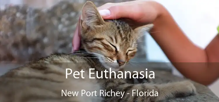 Pet Euthanasia New Port Richey - Florida