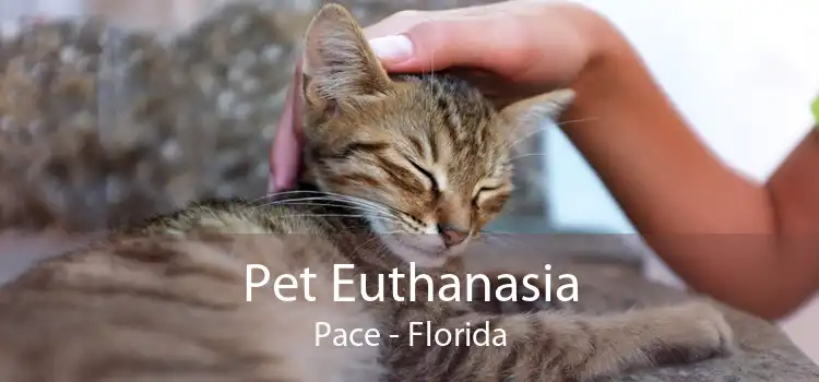 Pet Euthanasia Pace - Florida