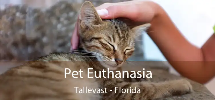 Pet Euthanasia Tallevast - Florida