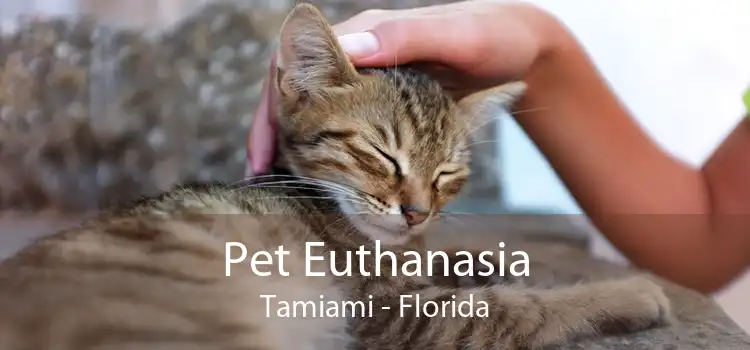 Pet Euthanasia Tamiami - Florida