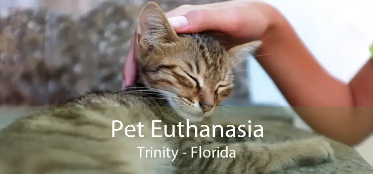 Pet Euthanasia Trinity - Florida