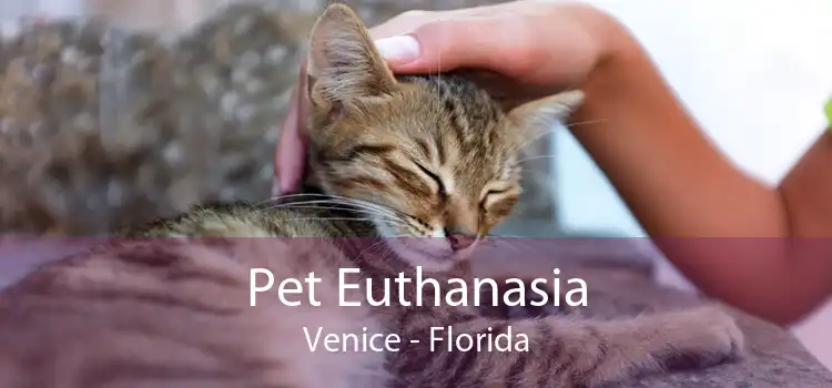 Pet Euthanasia Venice - Florida