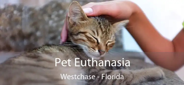 Pet Euthanasia Westchase - Florida