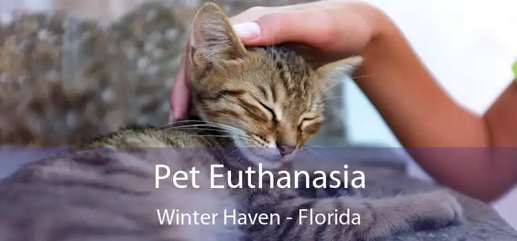 Pet Euthanasia Winter Haven - Florida