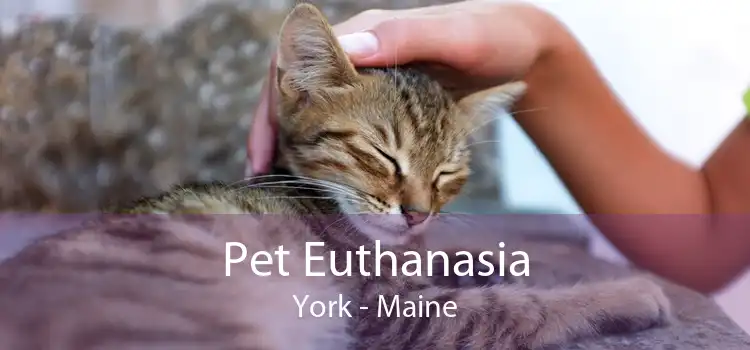 Pet Euthanasia York - Maine