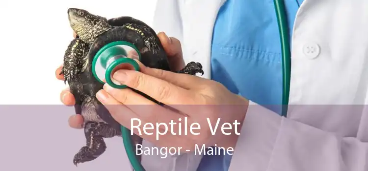 Reptile Vet Bangor - Maine