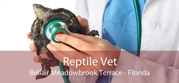 Reptile Vet Bellair Meadowbrook Terrace - Florida