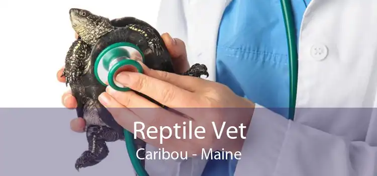 Reptile Vet Caribou - Maine