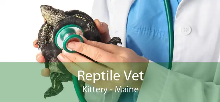 Reptile Vet Kittery - Maine