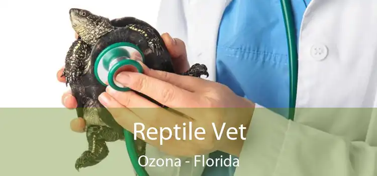 Reptile Vet Ozona - Florida