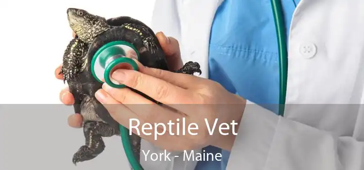 Reptile Vet York - Maine