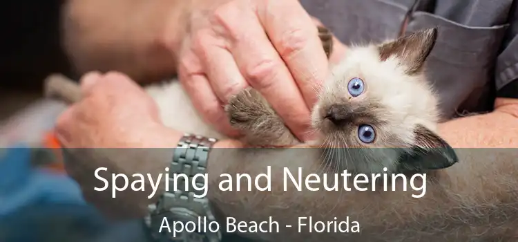 Spaying and Neutering Apollo Beach - Florida