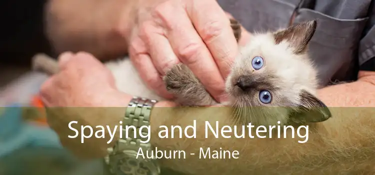 Spaying and Neutering Auburn - Maine