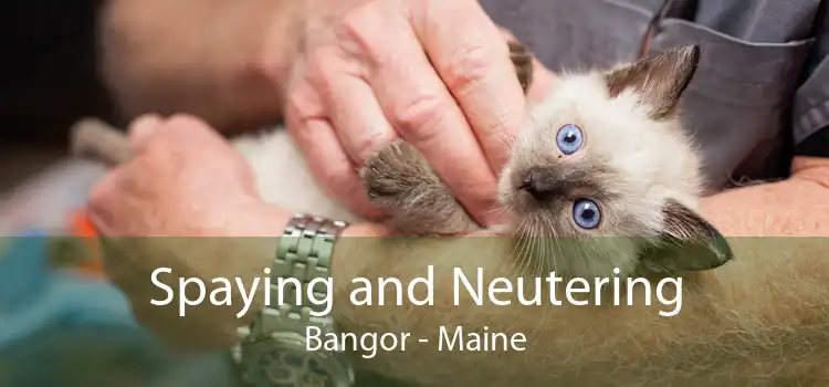 Spaying and Neutering Bangor - Maine