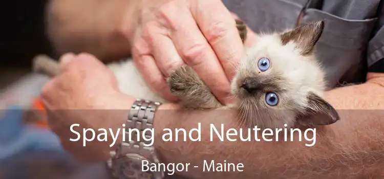 Spaying and Neutering Bangor - Maine