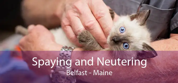 Spaying and Neutering Belfast - Maine