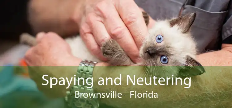 Spaying and Neutering Brownsville - Florida
