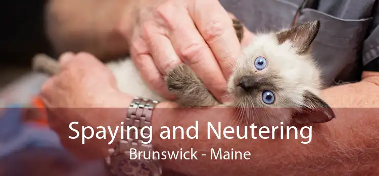 Spaying and Neutering Brunswick - Maine