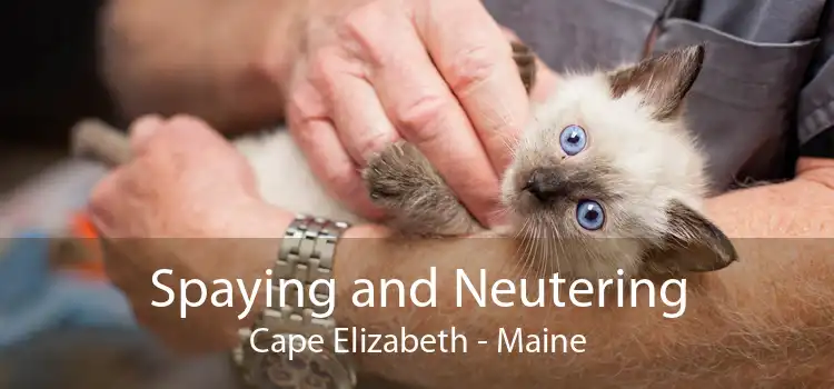 Spaying and Neutering Cape Elizabeth - Maine