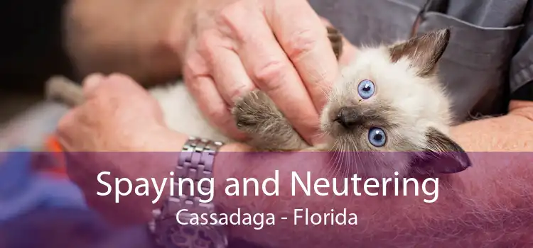 Spaying and Neutering Cassadaga - Florida