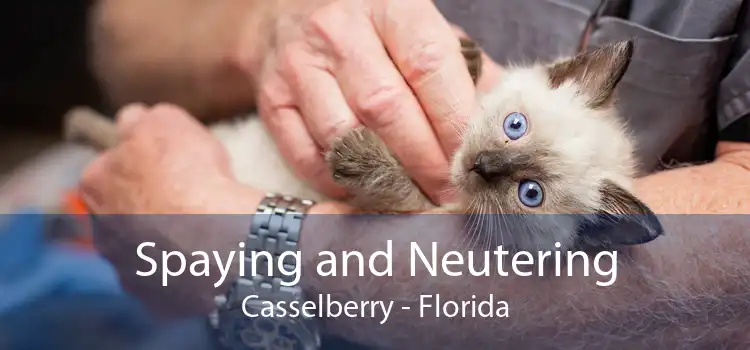 Spaying and Neutering Casselberry - Florida