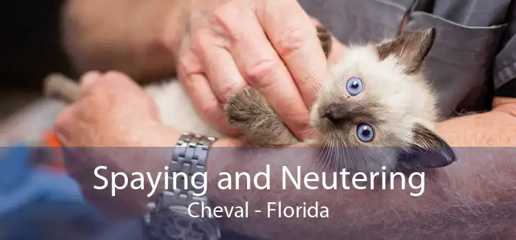 Spaying and Neutering Cheval - Florida