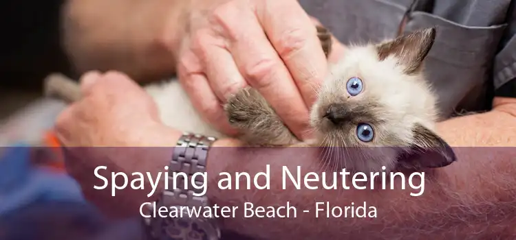 Spaying and Neutering Clearwater Beach - Florida