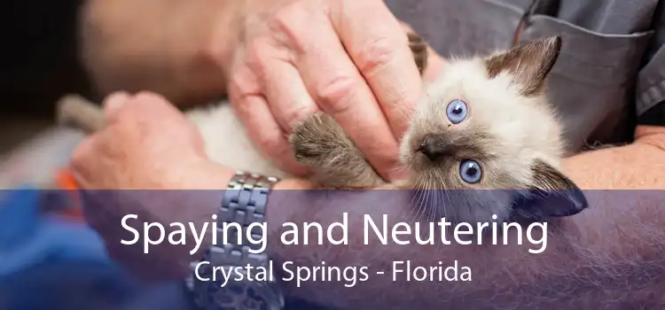 Spaying and Neutering Crystal Springs - Florida