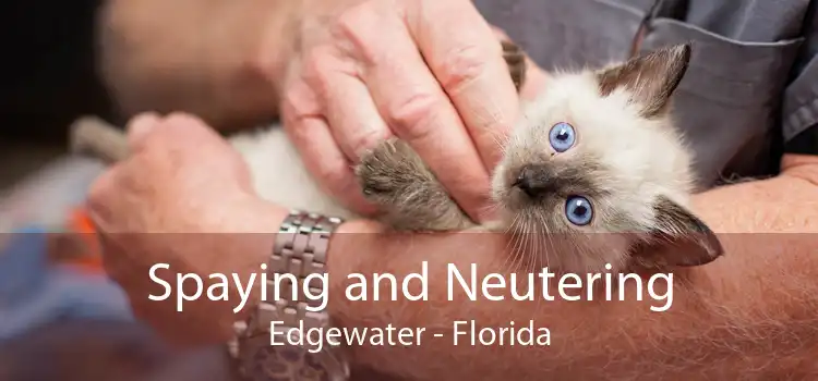 Spaying and Neutering Edgewater - Florida