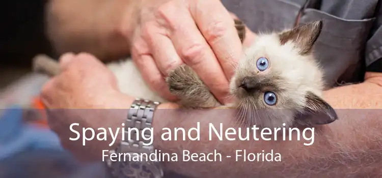 Spaying and Neutering Fernandina Beach - Florida