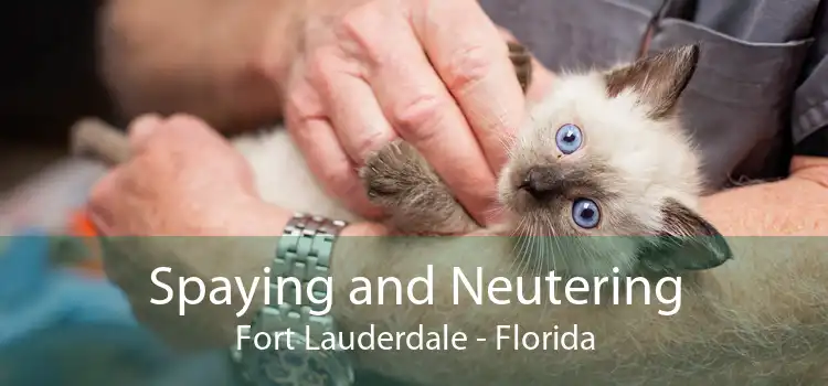 Spaying and Neutering Fort Lauderdale - Florida