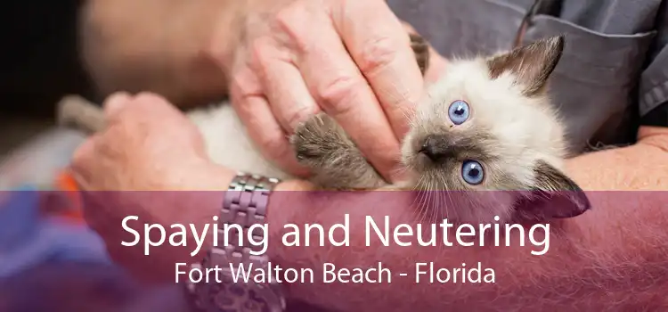 Spaying and Neutering Fort Walton Beach - Florida