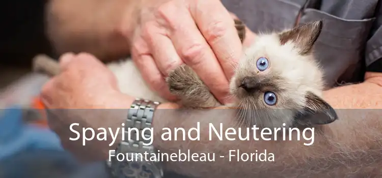 Spaying and Neutering Fountainebleau - Florida