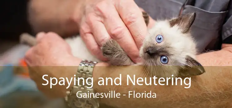 Spaying and Neutering Gainesville - Florida