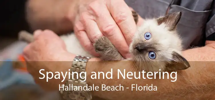 Spaying and Neutering Hallandale Beach - Florida