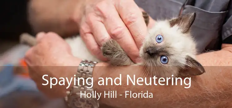 Spaying and Neutering Holly Hill - Florida