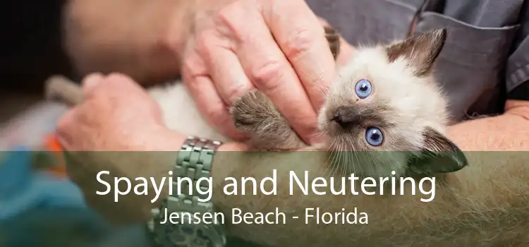 Spaying and Neutering Jensen Beach - Florida