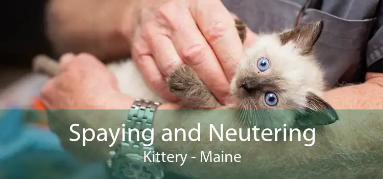 Spaying and Neutering Kittery - Maine