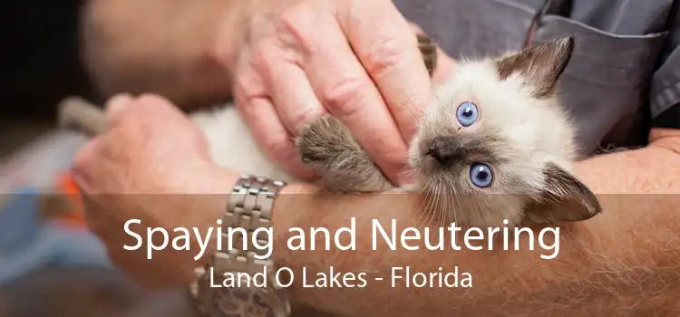 Spaying and Neutering Land O' Lakes - Florida