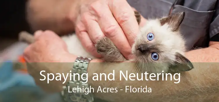 Spaying and Neutering Lehigh Acres - Florida