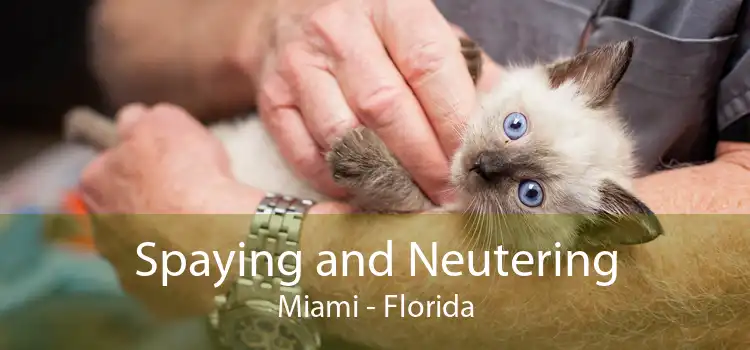 Spaying and Neutering Miami - Florida