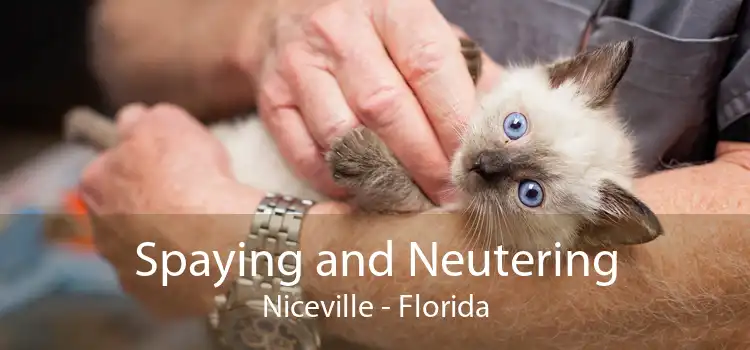 Spaying and Neutering Niceville - Florida